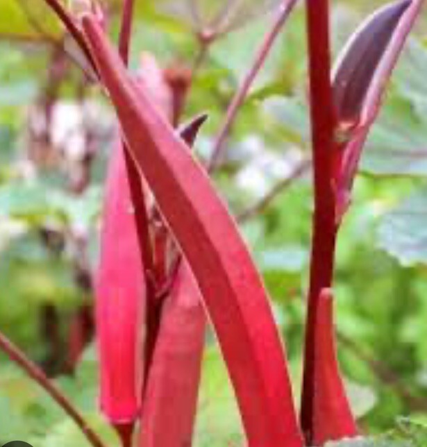 Red Burgundy Okra Seeds, NON-GMO, Heirloom, FREE SHIPPING 2.5 Oz( 1250 seeds )