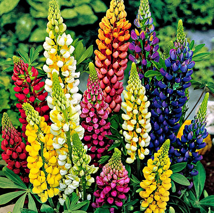 200+ Russell Lupine Mixed Colors Seeds – PERENNIAL —- Hummingbirds & Bees Love