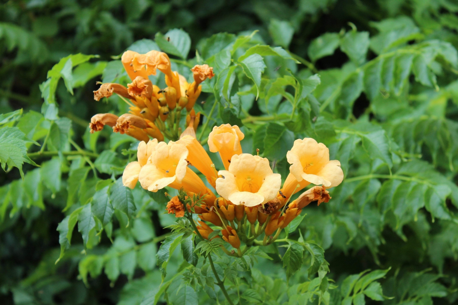 10 YELLOW HUMMINGBIRD TRUMPET VINE Flower Campsis Radicans Flava Climber Seeds