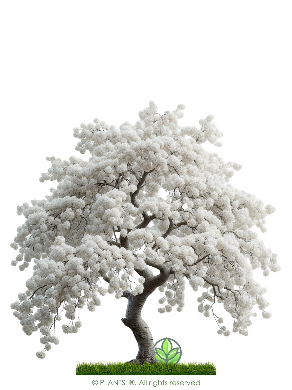 White Japanese Flowering Cherry | Premium Seeds | Prunus serrulata ‘Spontanea’