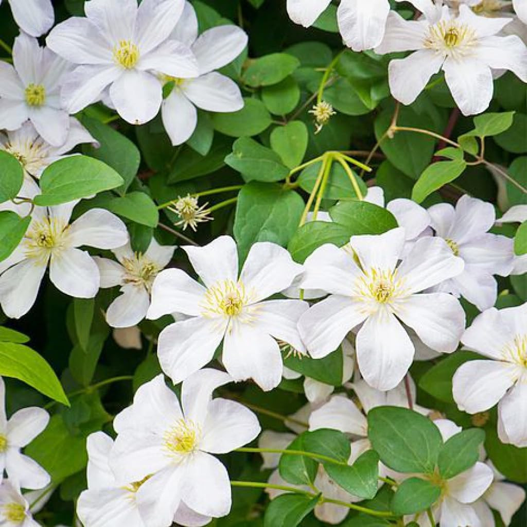 200+Perennial Mixed Clematis Vine Flower Seeds for Planting