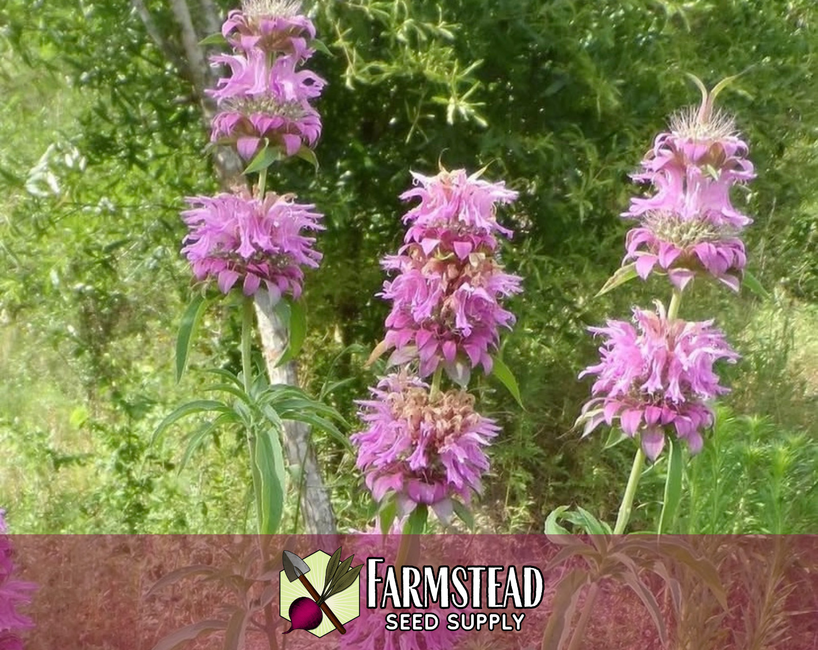 3,500+ Lemon Bee Balm Seeds | Flower & Herb Seed, Monarda citriodora, Lemon Mint