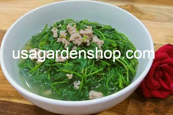 Gotu Kola Bua BoK Rau Ma Pennywort Centella Asiatic บัวบก 積雪草 JiXue Cao 3x plant
