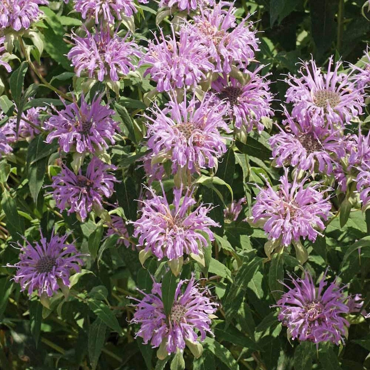2000 Wild Bergamot Wildflower Seeds – Everwilde Farms Mylar Seed Packet
