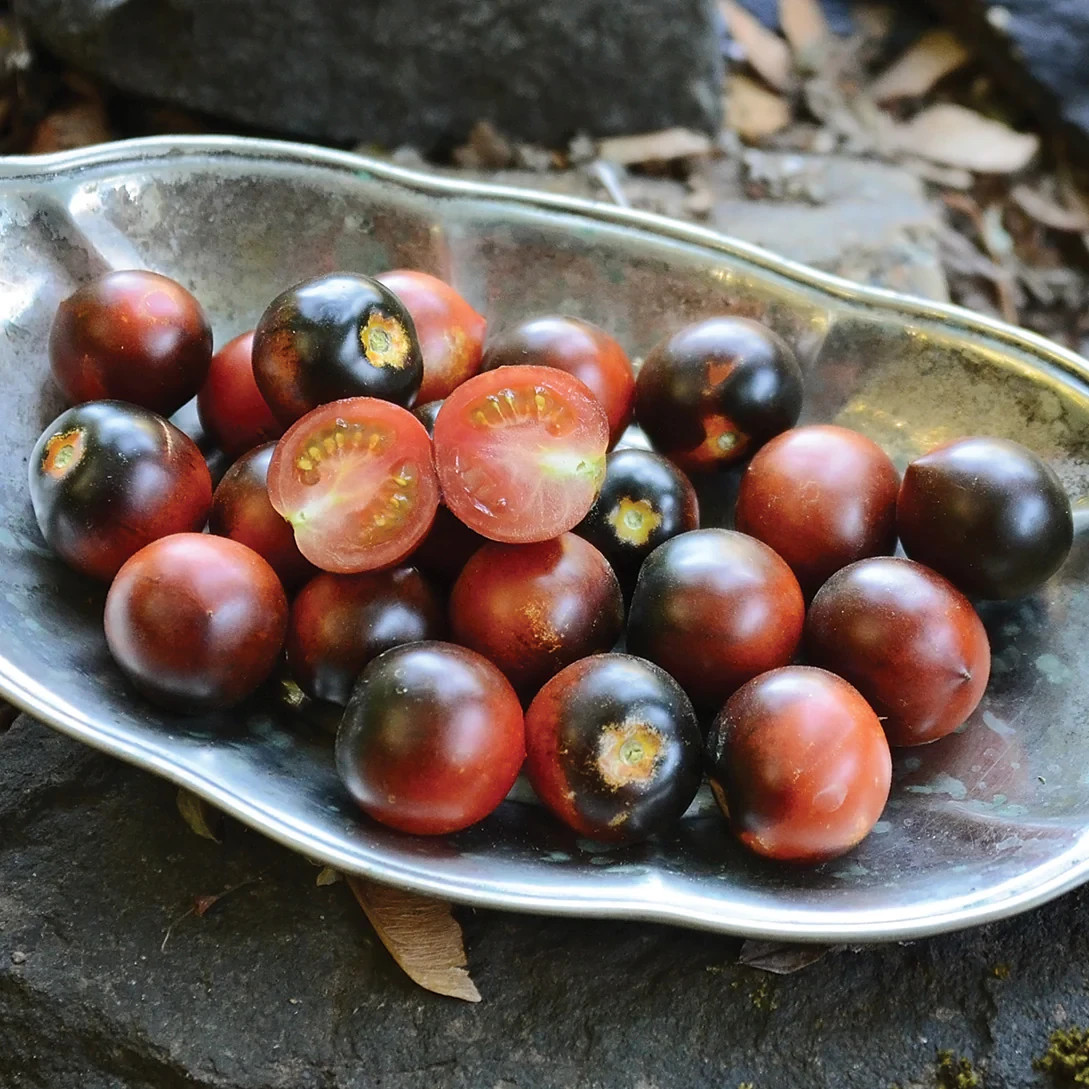 10 seeds Dwarf Mocha’s Cherry Tomato ORGANIC Rare Anthocyanin Variety