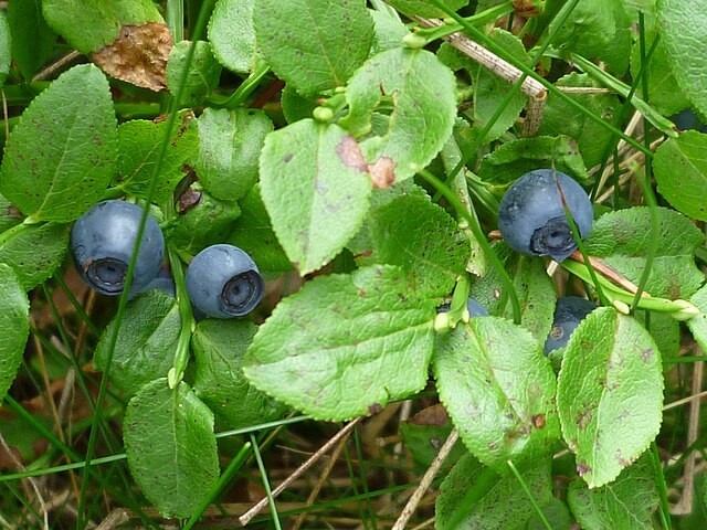 Vaccinium myrtillus | Bilberry | 20 Seeds