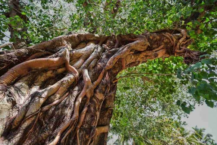 250+ Sacred Fig Tree Seeds – Peepul Tree (Ficus religiosa) – Bonsai & Ornamental