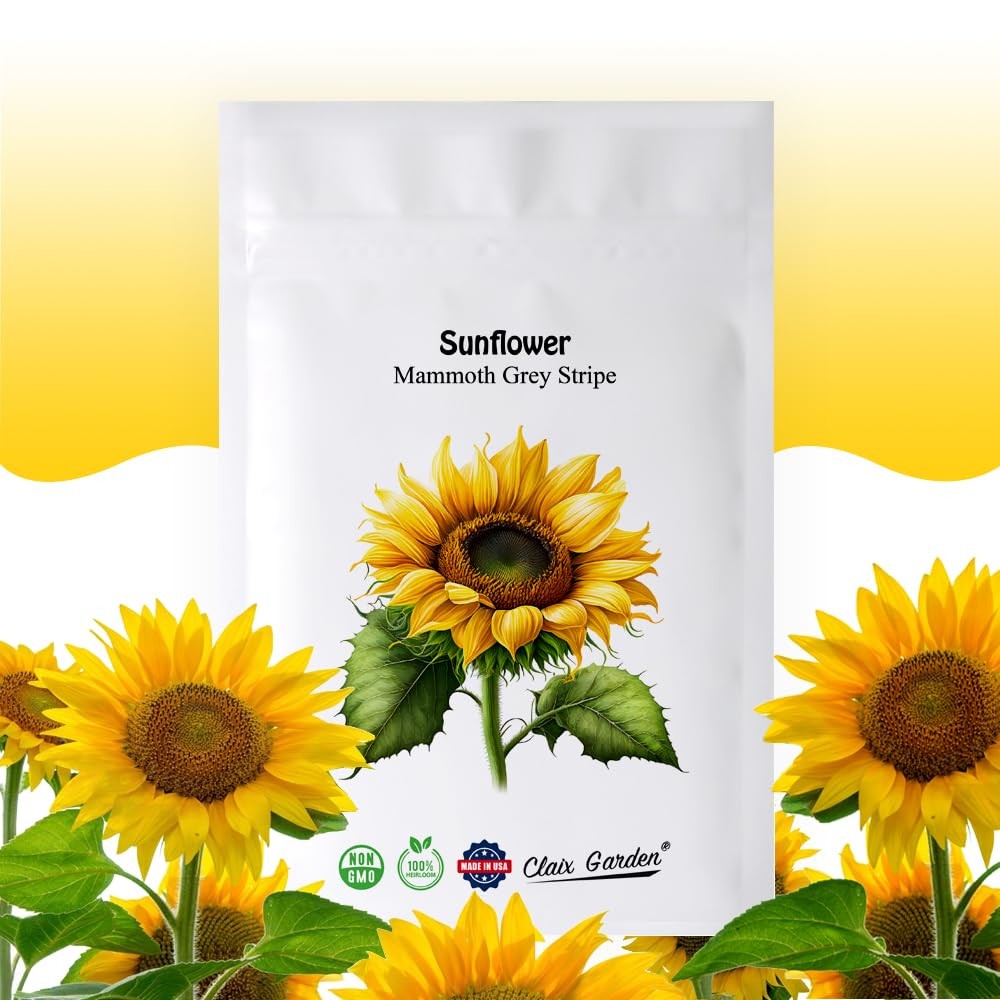 Giant Sunflower Seeds for Planting – Mammoth Grey Stripe – 75 75 Seeds,