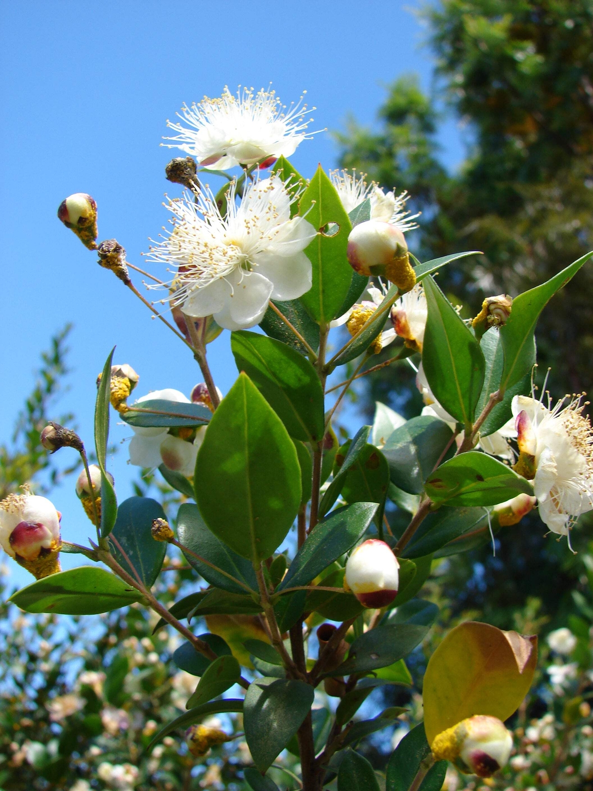 20 TRUE MYRTLE Myrtus Communis White Flower Edible Blue Berry Fruit Shrub Seeds