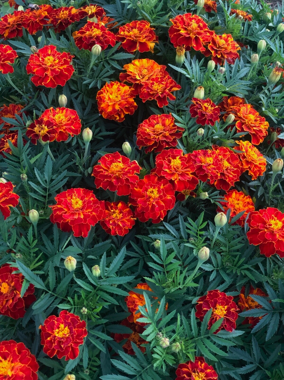 Marigold TANGERINE Orange Brown MIX 50 Seeds