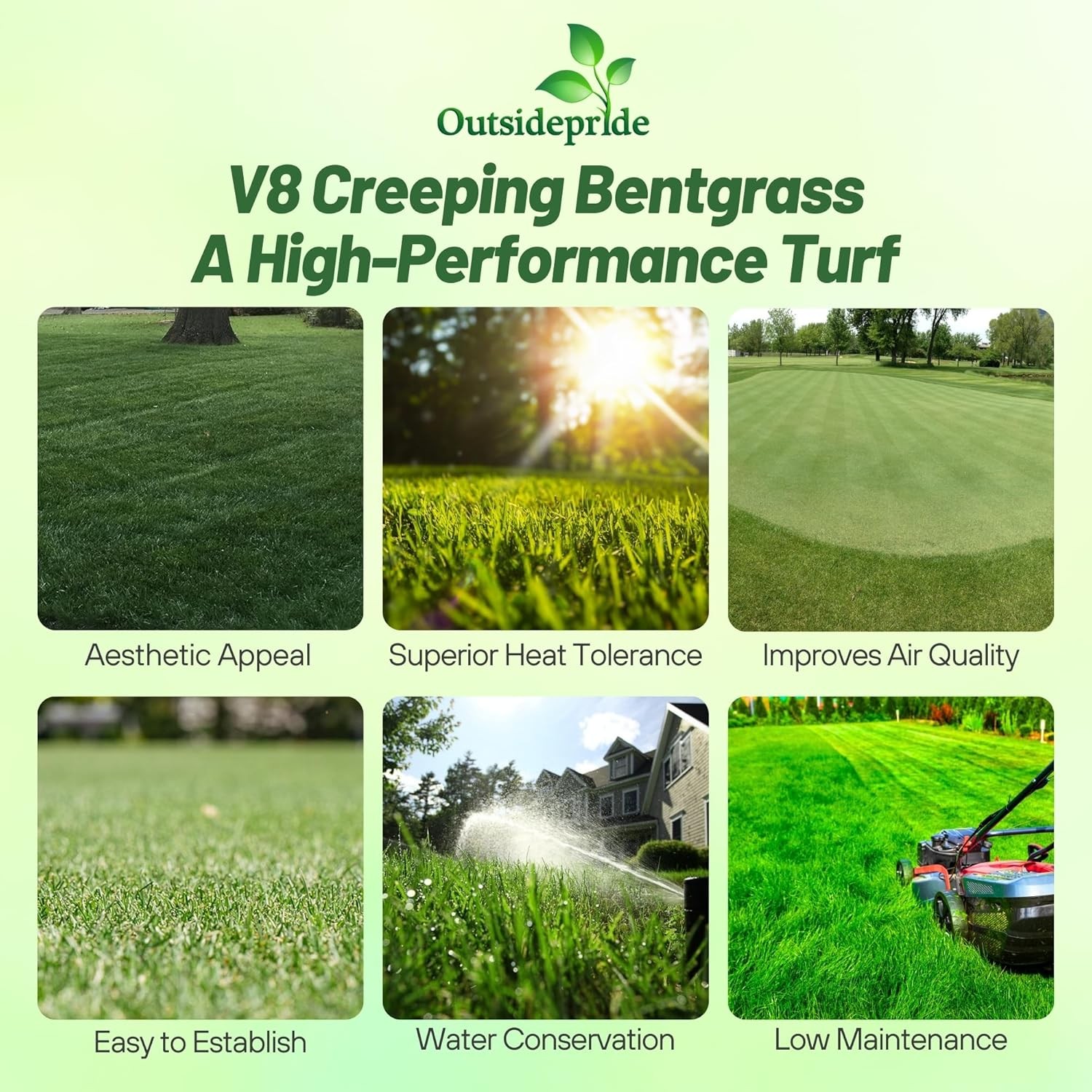 5 LBS V8 Creeping Bent Grass Seed For Golf Courses & Putting Greens