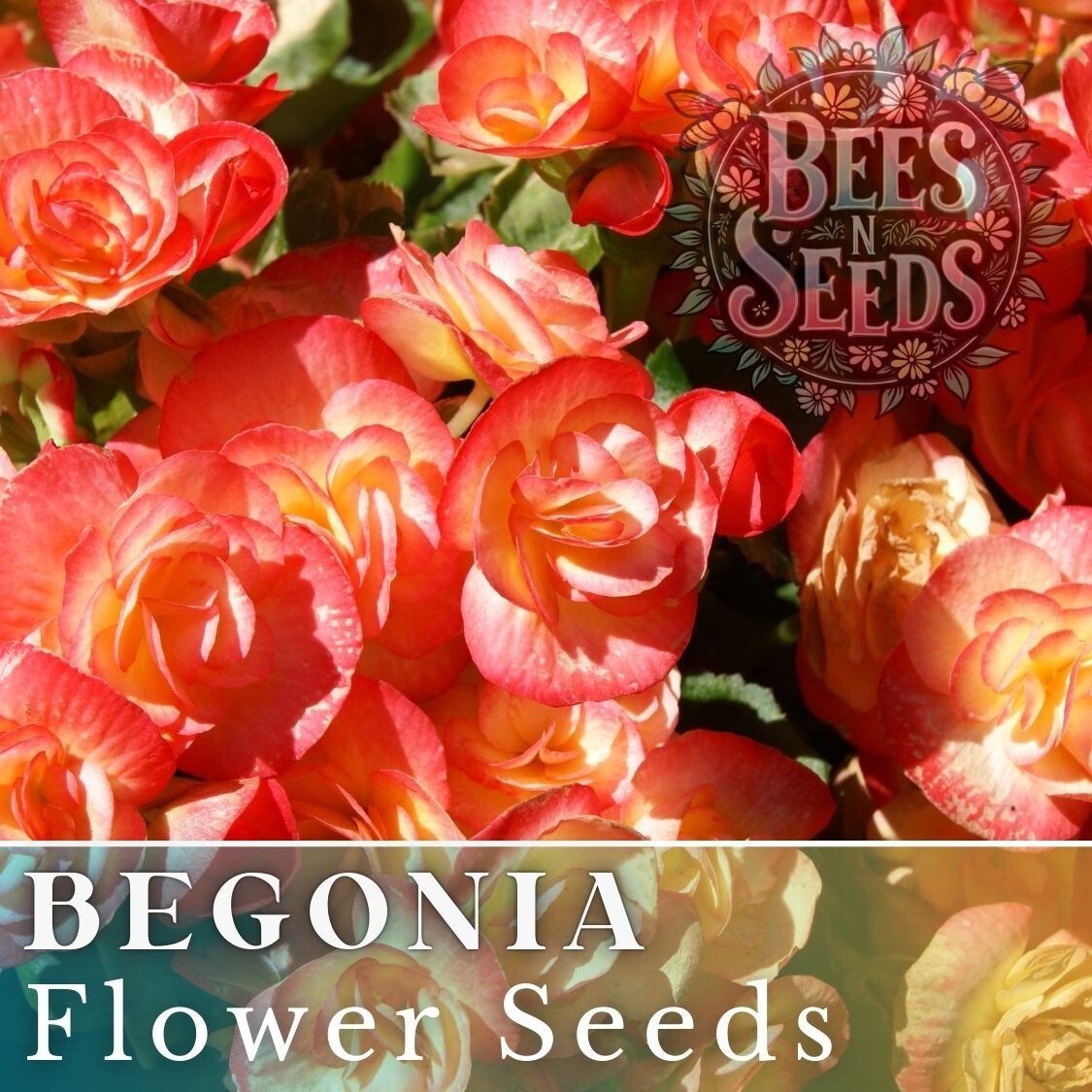 Copper Oasis Begonia Seeds 45 or 125 Seeds Flower, Flower Seeds, Non GMO