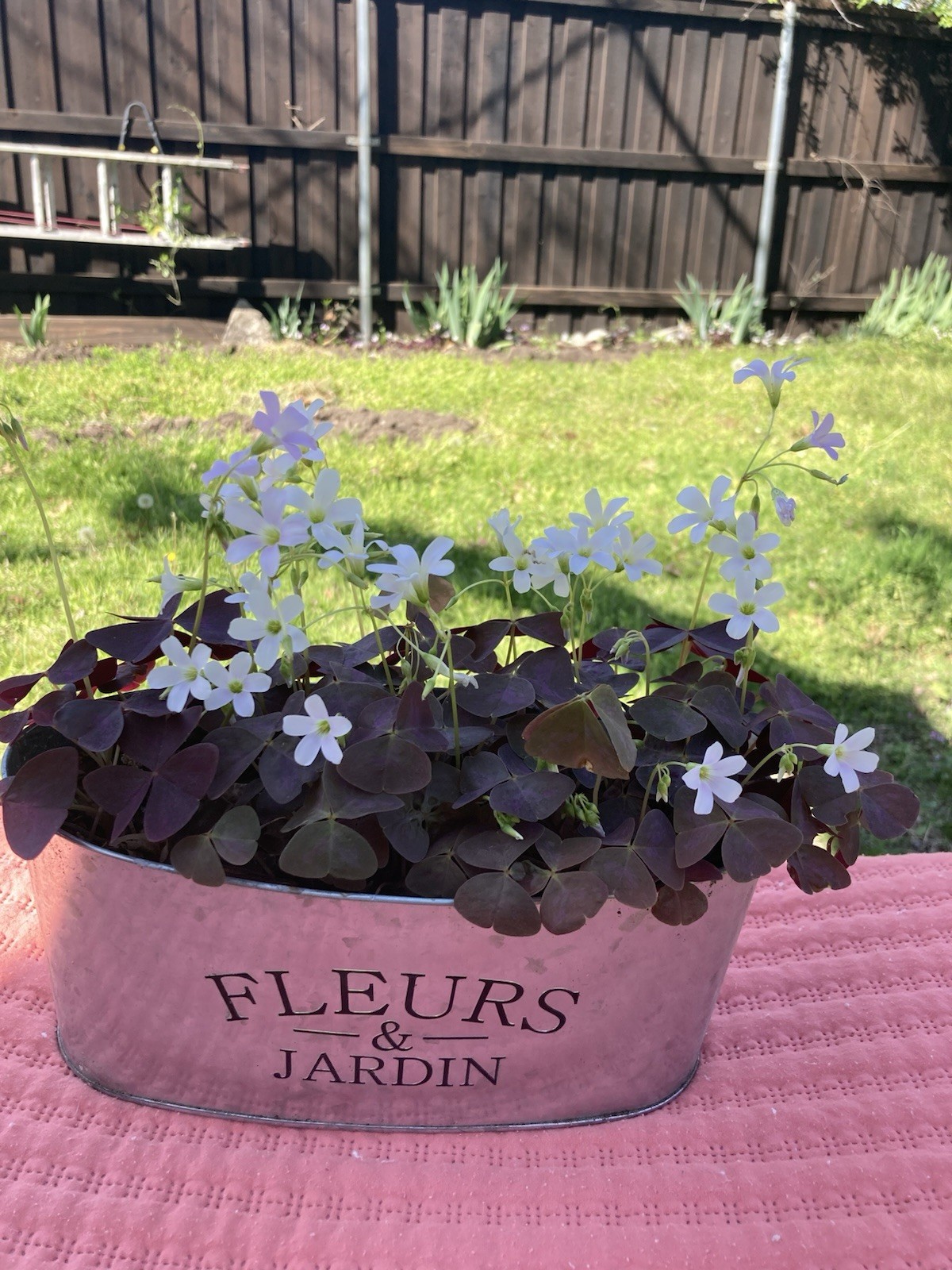 Oxalis Triangularis Purple shamrock rhizomes/bulbs