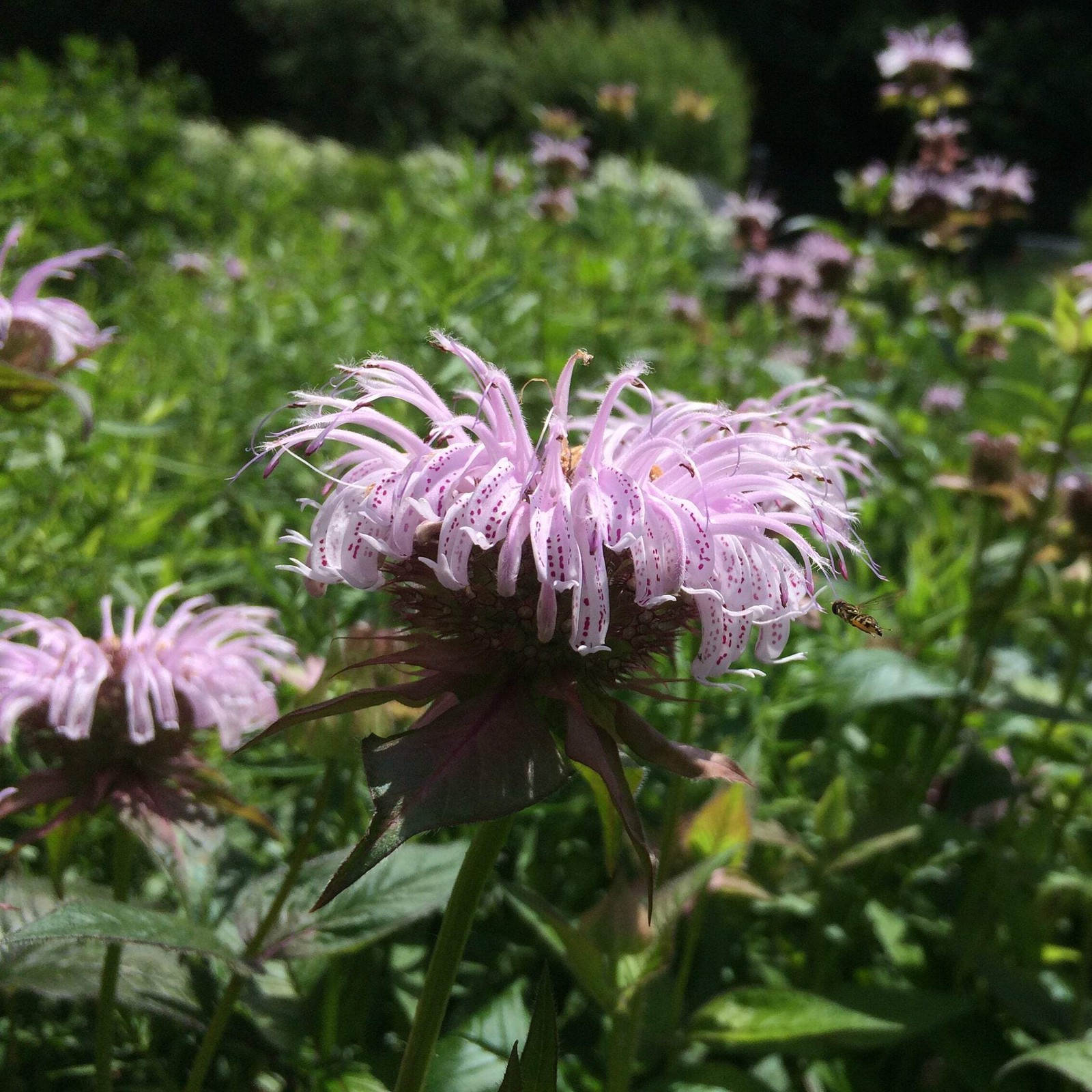 Bradbury’s Bee Balm Seeds (Monarda bradburiana) ~Native Wildflower Pollinator