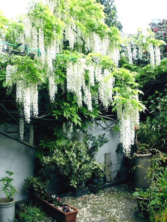 White Wisteria floribunda Alba Tree Seeds Climbing Flower Vine Plant Rare Hardy
