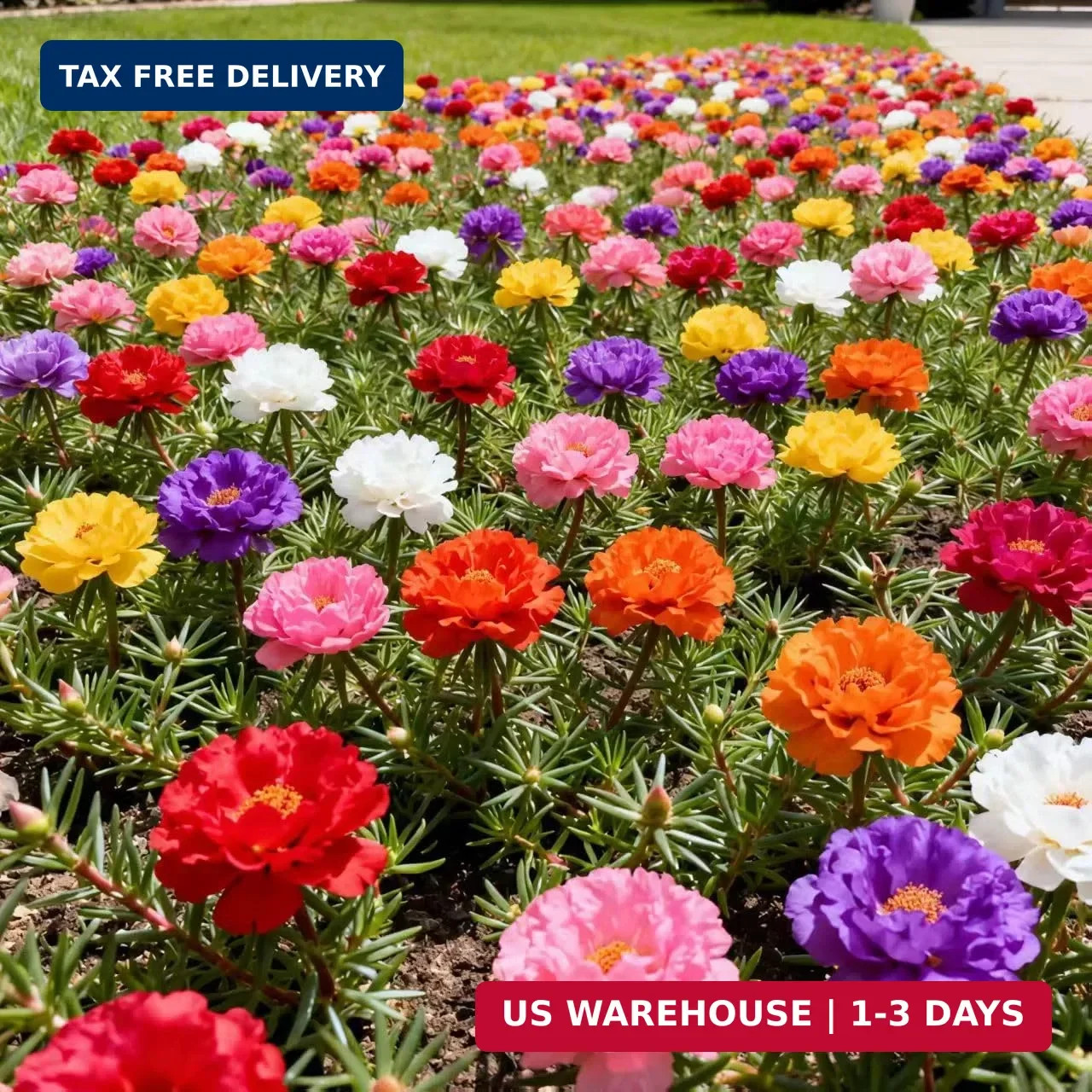20,000+ Moss Rose Seeds (Portulaca Grandiflora) – Mixed Color Perennial Ground C