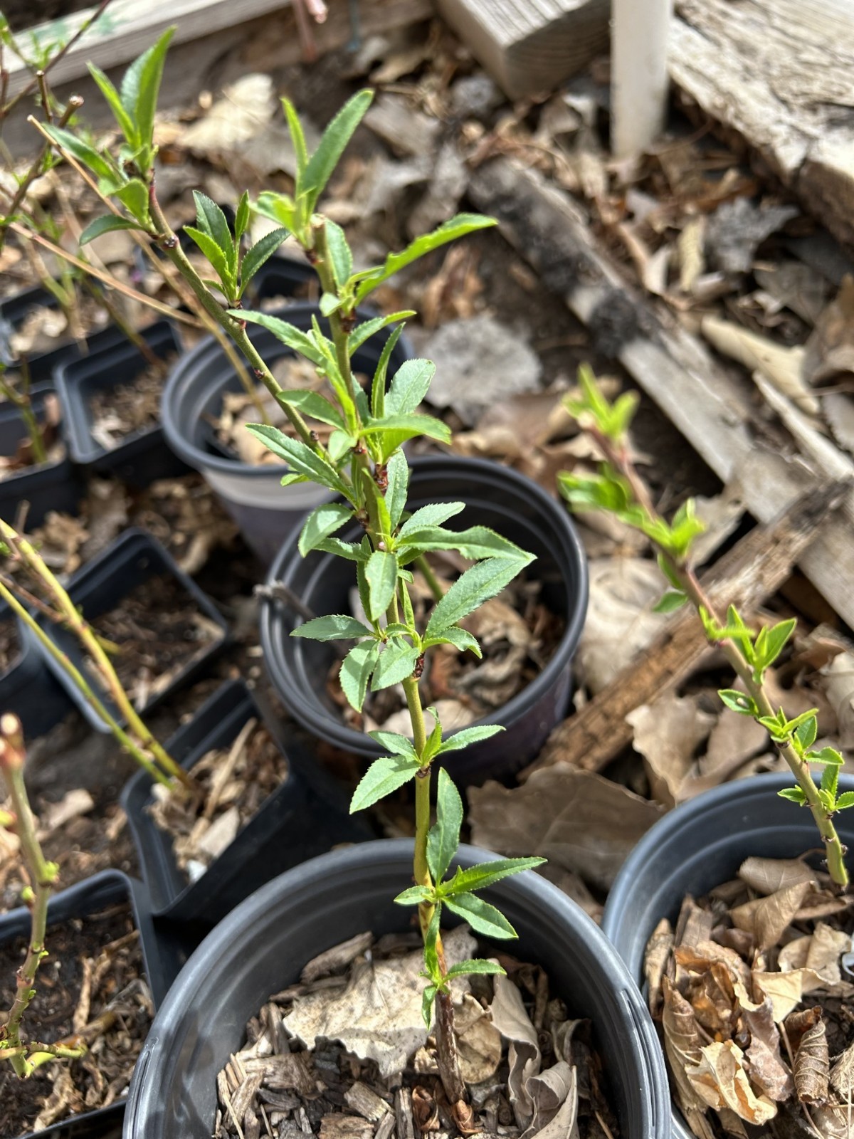 Peach trees back green so early! the White Lady Peach Tree seedling
