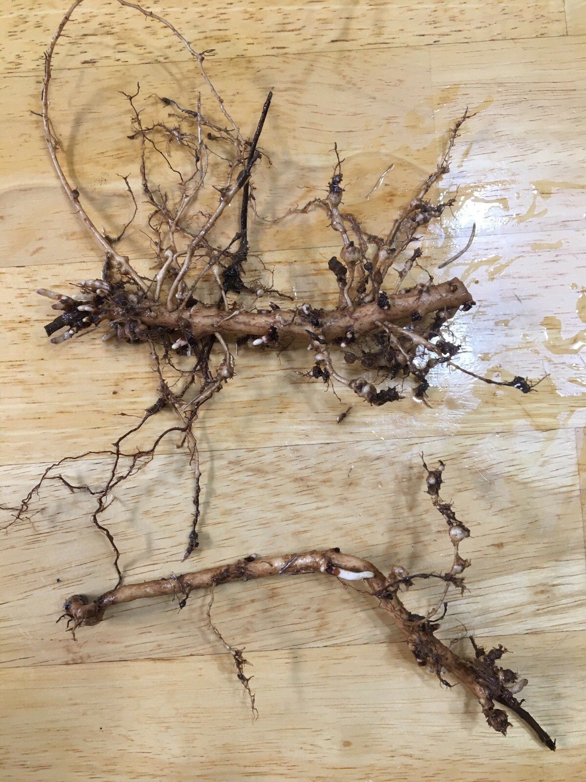 Start This Year’s Crop Today. 12 Organic Cascade Hop Rhizomes, $60.00