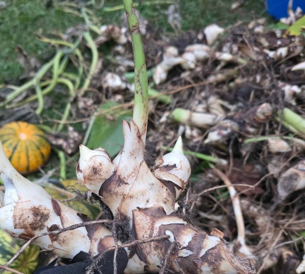 1 Red Canna Lily bulbs Rhizomes – deer resistant