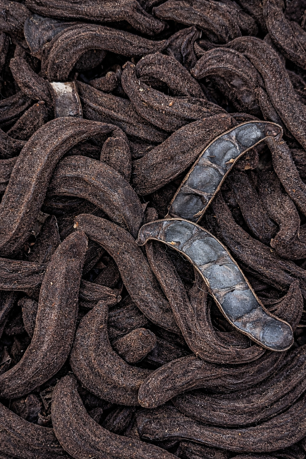 1/2 lb. Organic FL-Grown MUCUNA PRURIENS SEED PODS Whole Velvet Beans