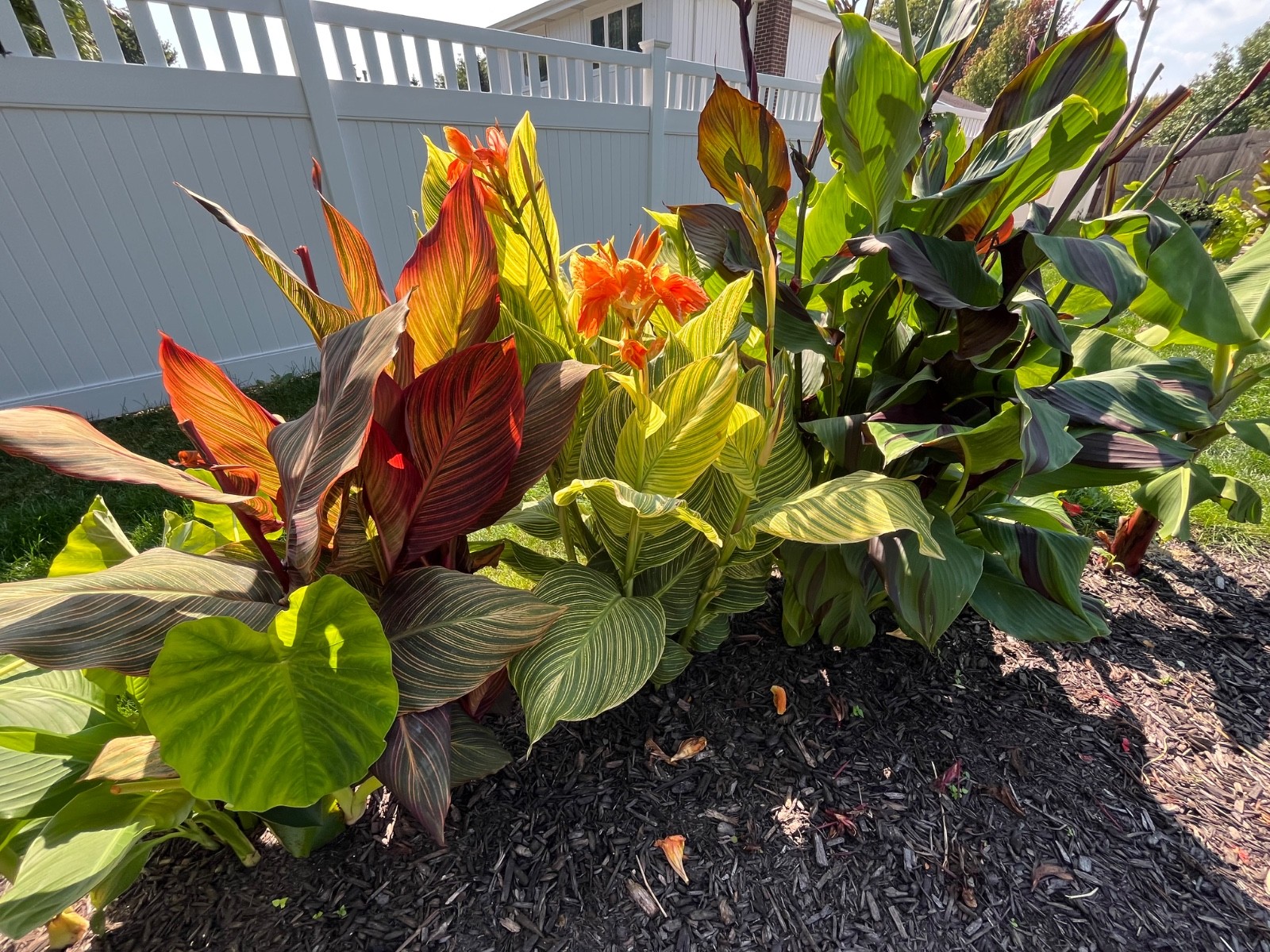 lime green and hot pink canna leaves with beutifull flowers