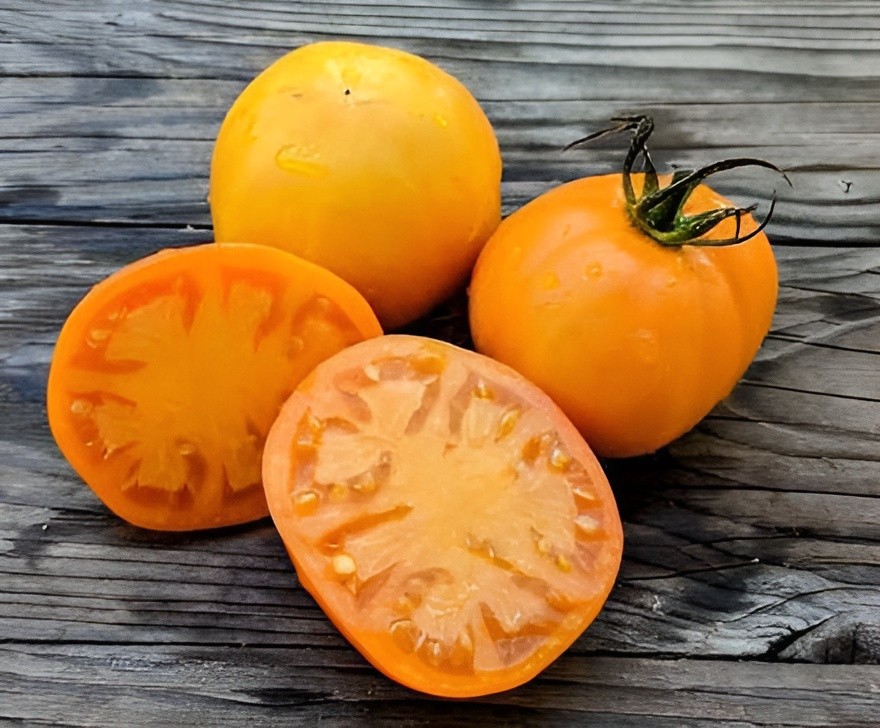 125 Heirloom Golden Jubilee Beefsteak Tomato Seeds Indetermninate – AAS Winner