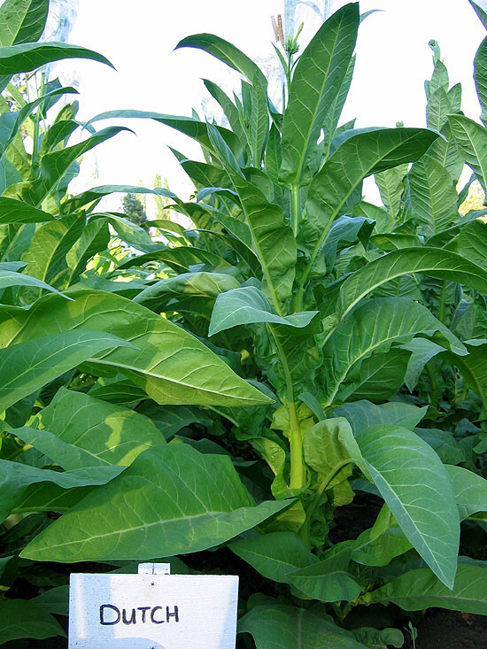 1000 Ohio Dutch Tobacco Seeds – Nicotiana tabacum – Cigar or Pipe Tobacco