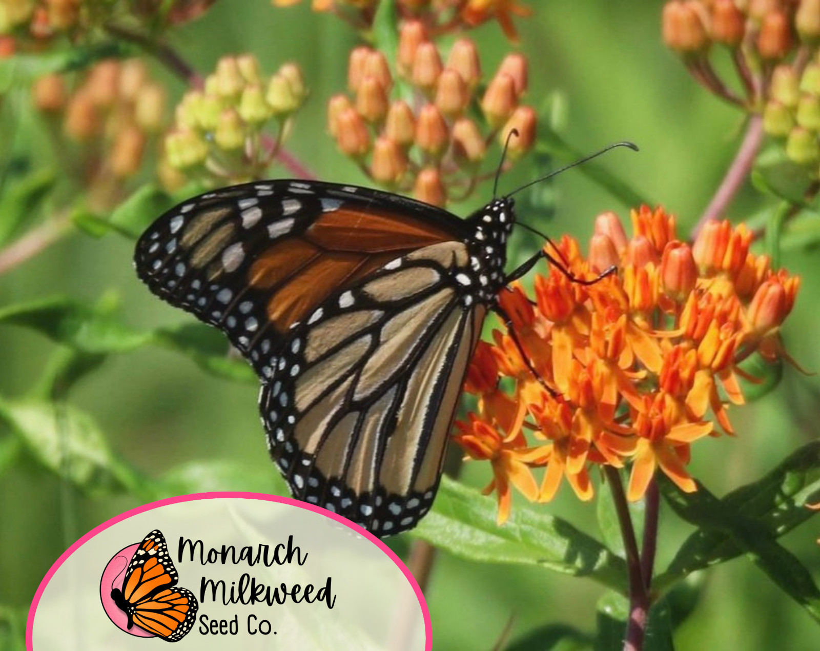 BULK Orange Butterfly Milkweed Seeds | Asclepias tuberosa, for Monarch Butterfly