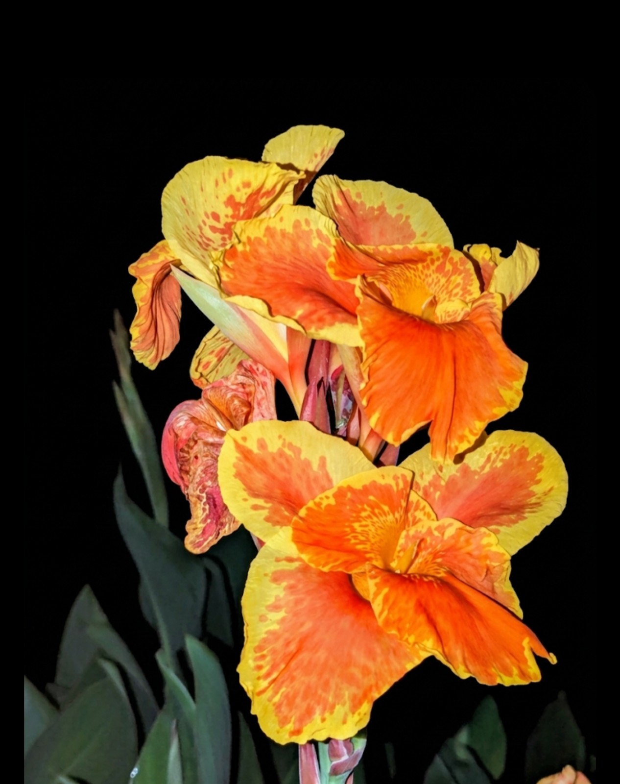 3 Canna Lily Rhizomes Live Bulbs Speckled Orange Yellow Flowers Tropical Plant