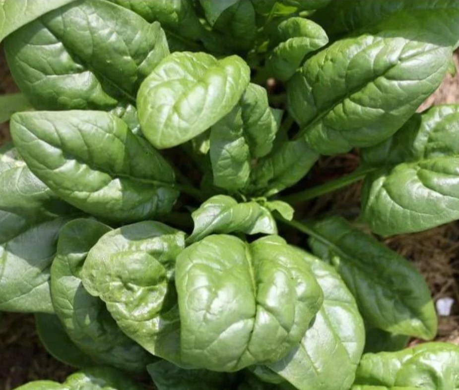2026 Heirloom Vegetable Seeds – Premium Garden Seeds for Planting