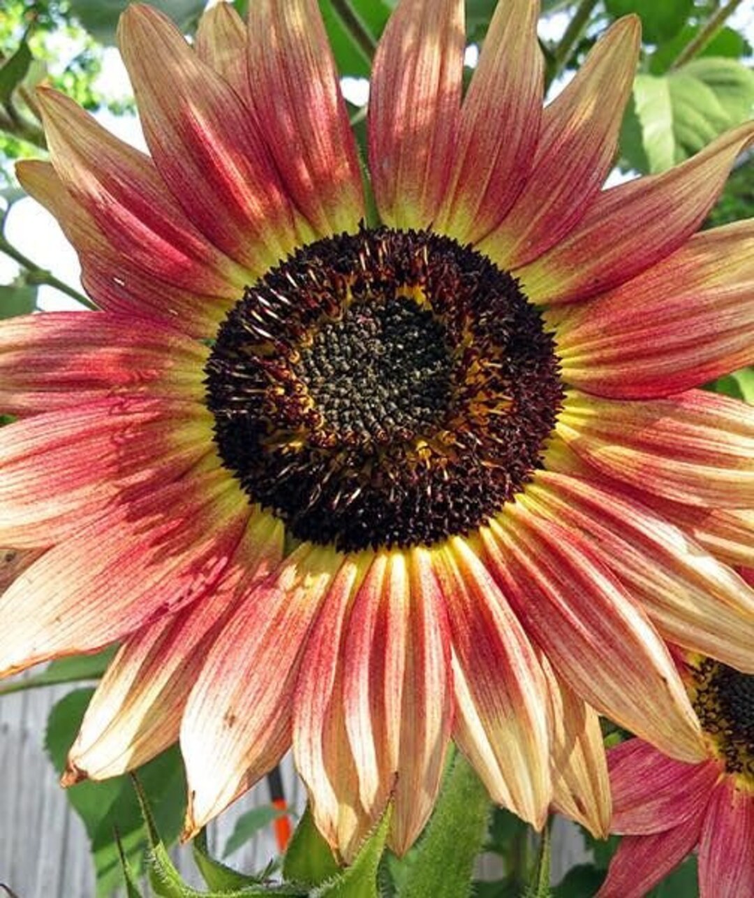 Gypsy Charmer, Triple Color Explosion Sunflower 10 Seeds Free Shipping!