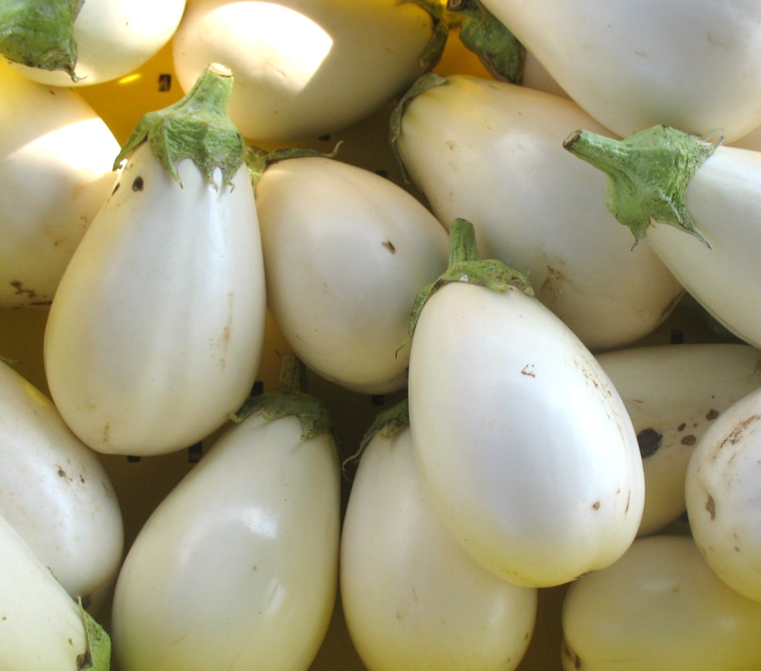 WHITE EGGPLANT SEEDS 50+ Vegetable GARDEN culinary ASIAN CUISINE FREE SHIPPING