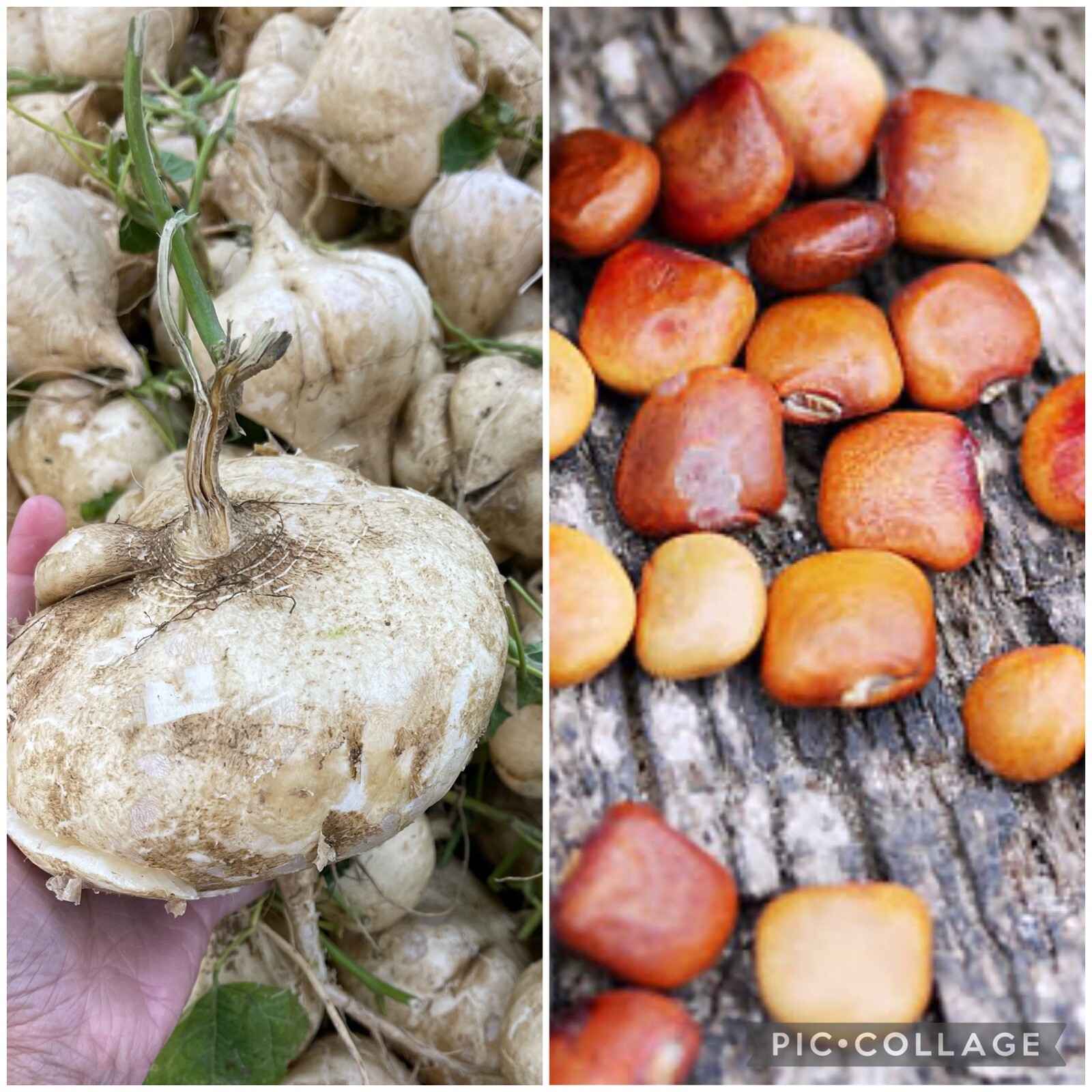 20 SEEDS Jicama | Singkamas | Yam Bean | NON-GMO