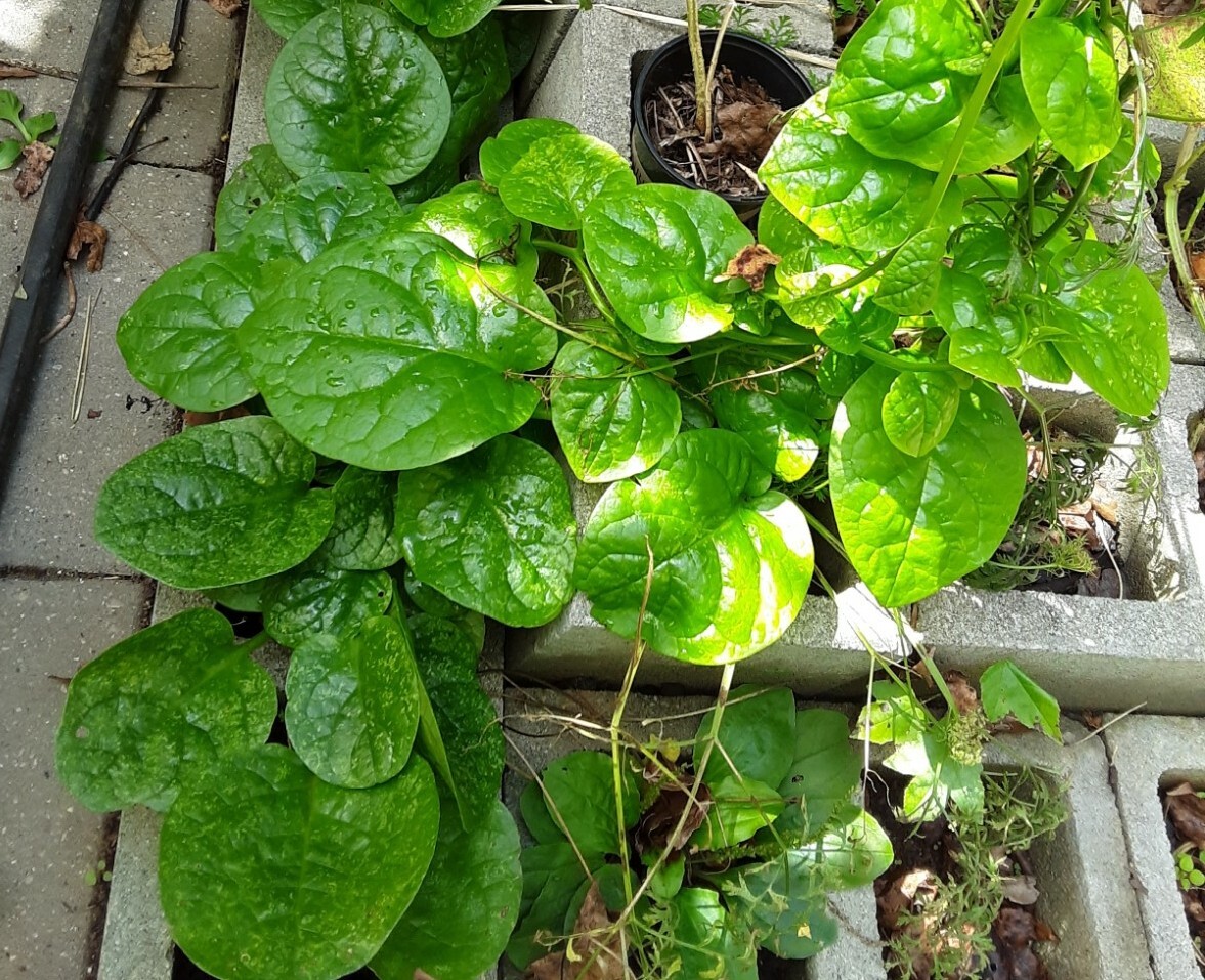 25+Green Malabar Spinach seeds(Asian spinach, MongToi Mu er cai ,Vine Spinach).