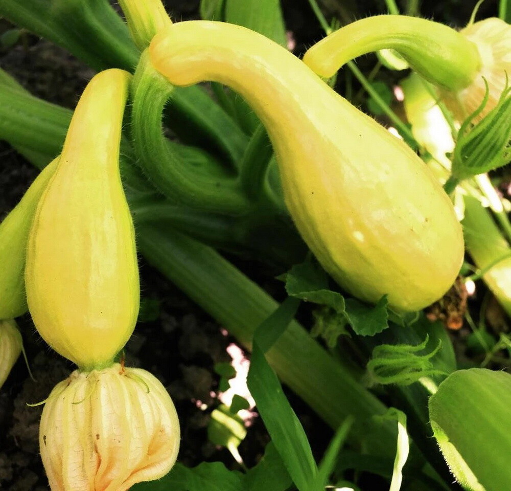100 Early Summer Crookneck Summer Squash Seeds – Non-GMO – Always Fresh Seeds!