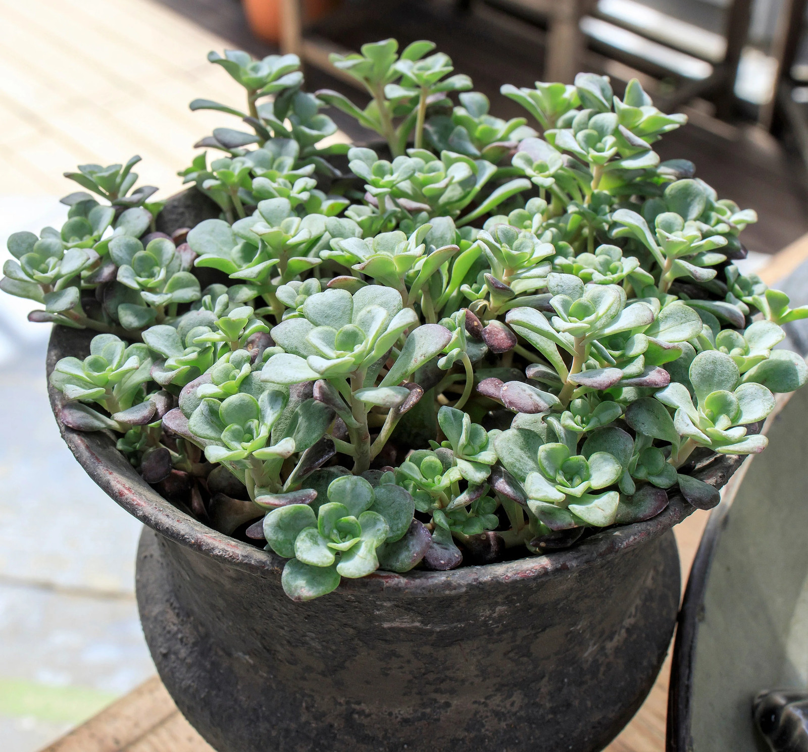 50 OREGON STONECROP Sedum Oreganum Bronze Orange Red Native Yellow Flower Seeds