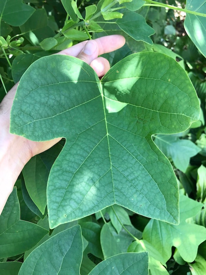 Live 1yo+ Tulip Poplar Tree Well Rooted Plant in varies pot size – Native Tree