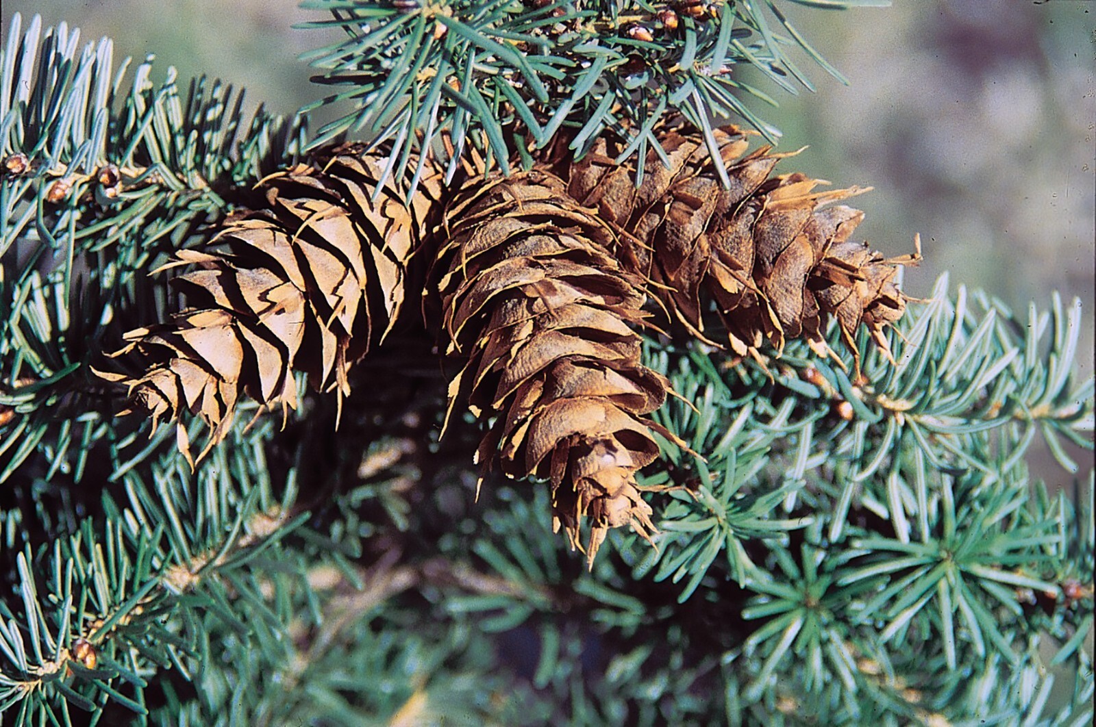 Blue Douglas Fir, Pseudotsuga menziesii glauca, Tree Seeds