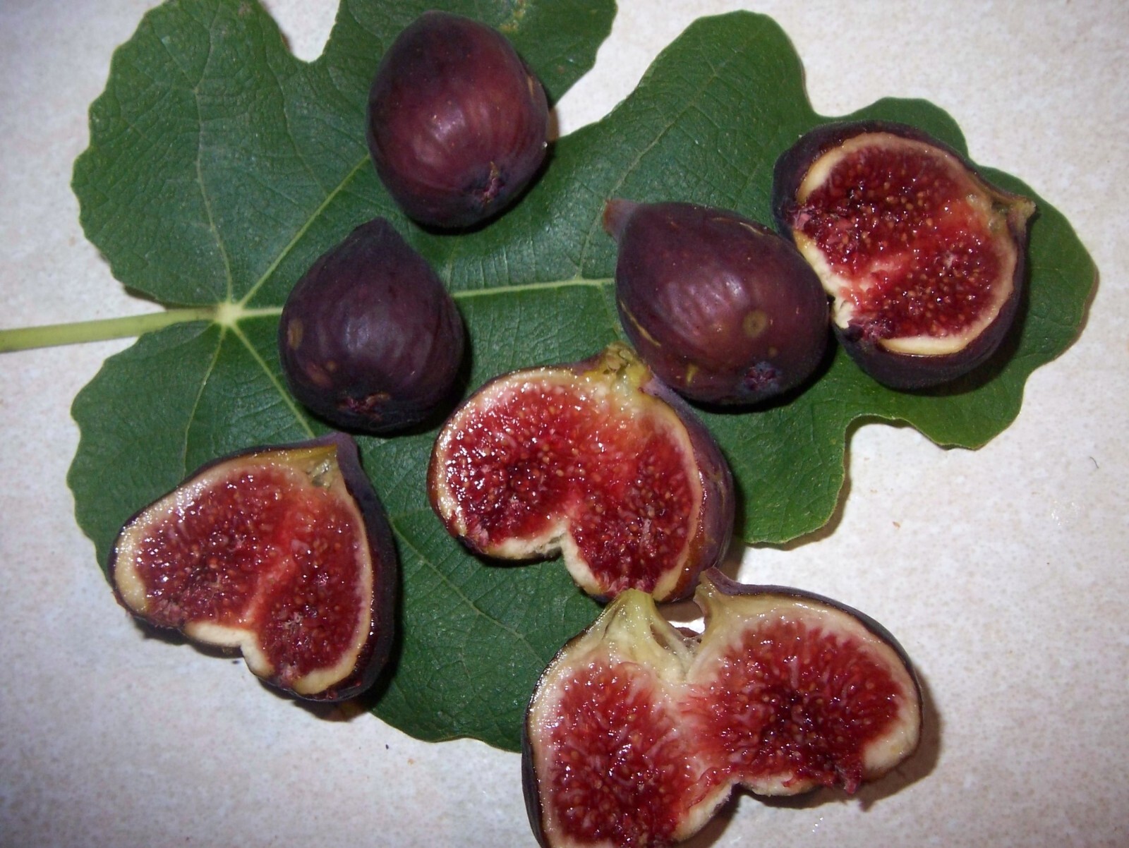 36-48″ tall Black Mission Fig Plant – Ficus carica tree