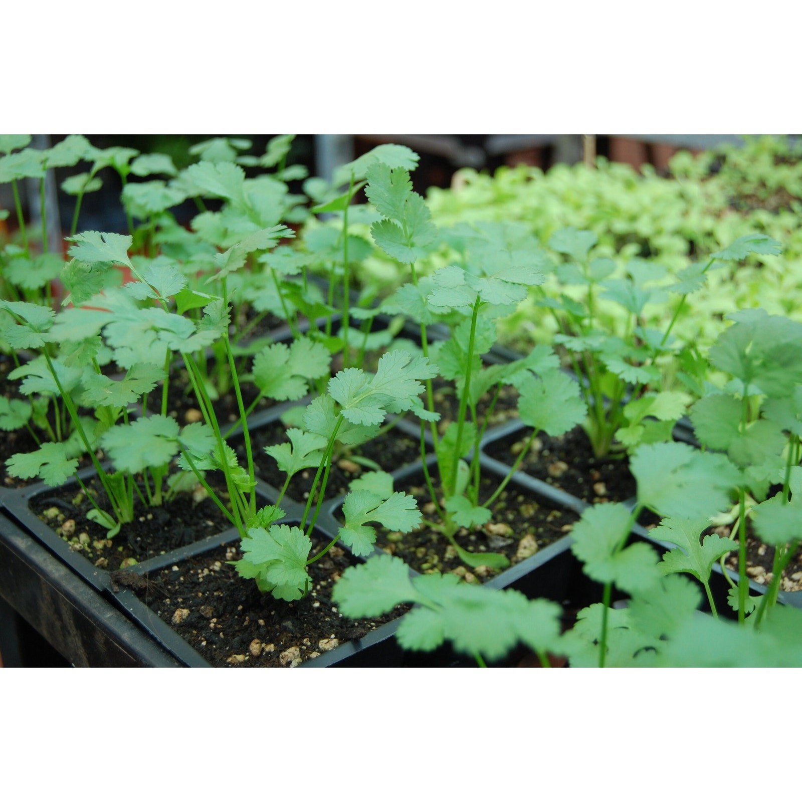 Slow Bolting Leisure Cilantro Seeds ,Mexican Coriander Culantro Parsley – 100+