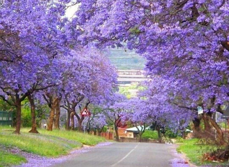 450 Royal Paulownia Empress Tree Seeds Paulownia Elongata Fastgrowing Forest Tre