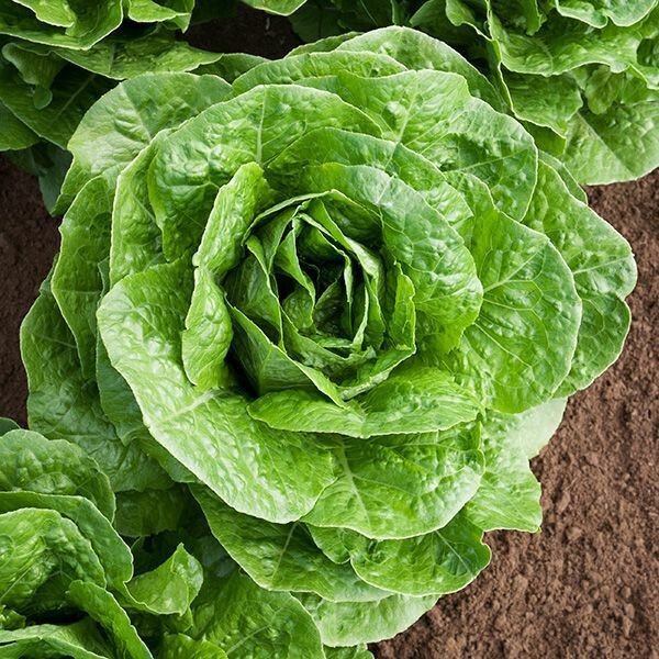 ROMAINE PARRIS ISLAND LETTUCE 800 SEEDS (1 gram) FRESH FOR GARDENS