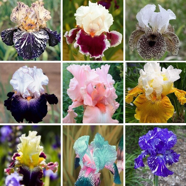 US Seller Multi-Varieties Iris Seeds, Heirloom Iris, Mixed seeds 25pcs/pack