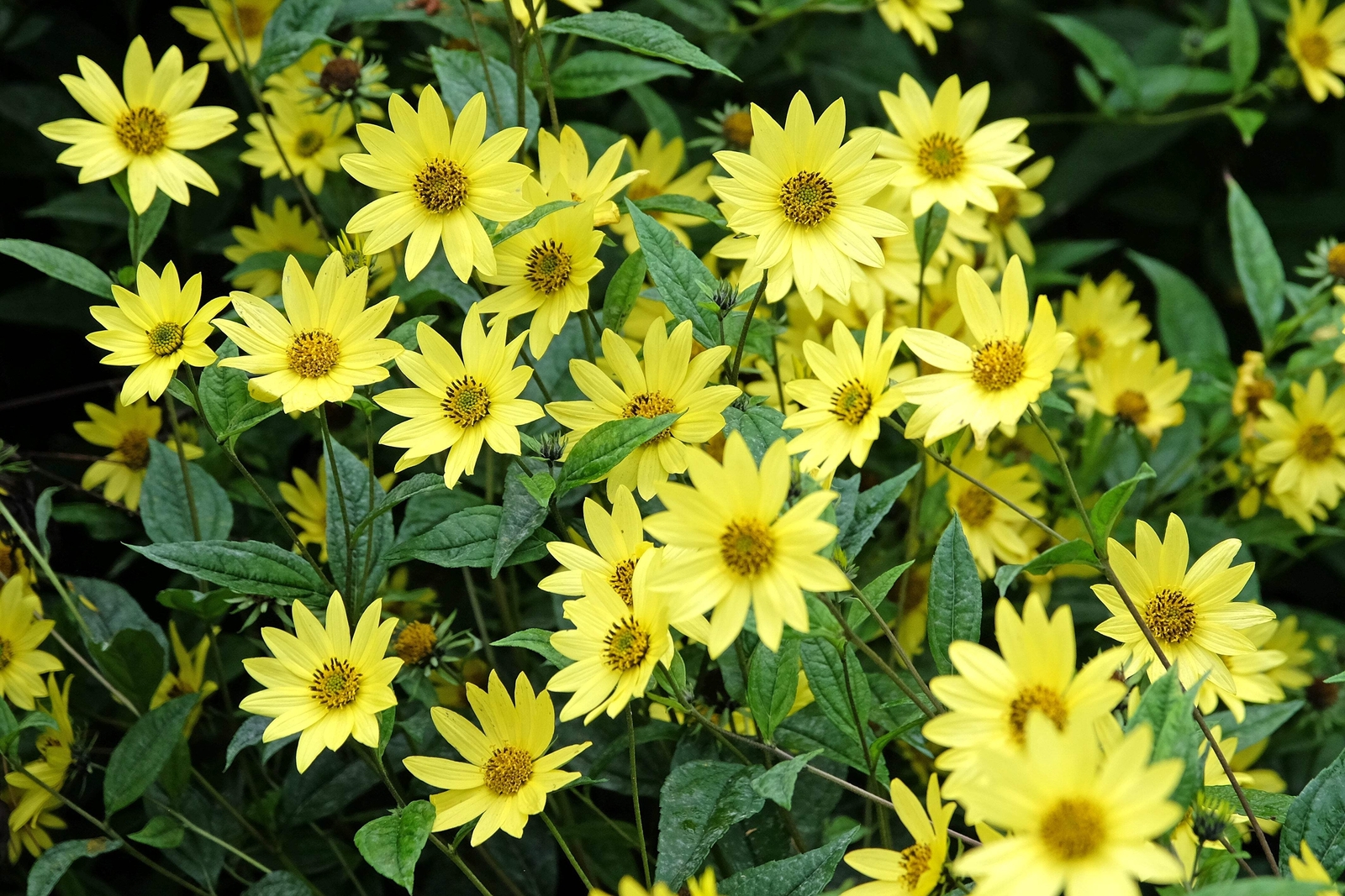 50 LEMON QUEEN SUNFLOWER Helianthus Annuus Flower Seeds