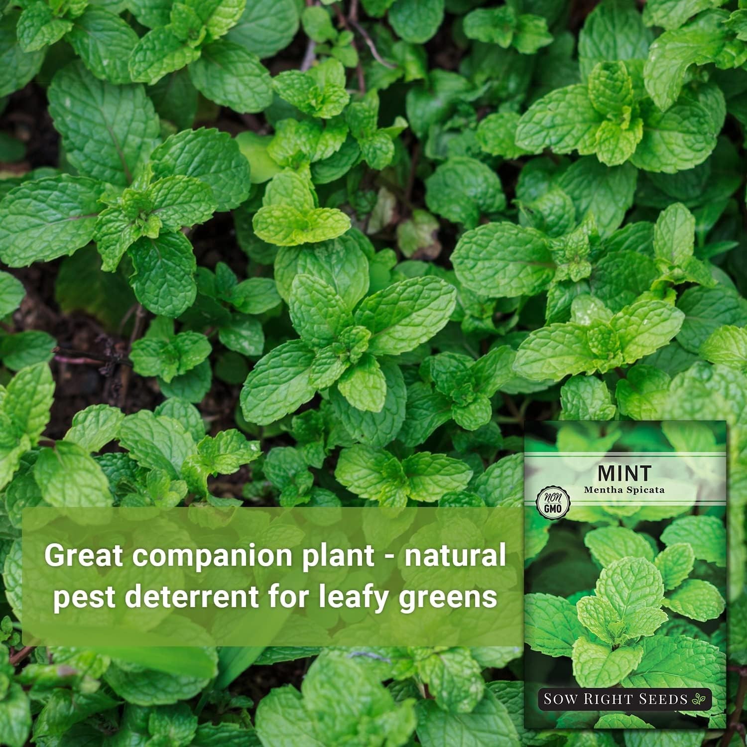 Non-GMO Mint Seeds for Indoor & Outdoor Herb Gardens – Easy to Grow