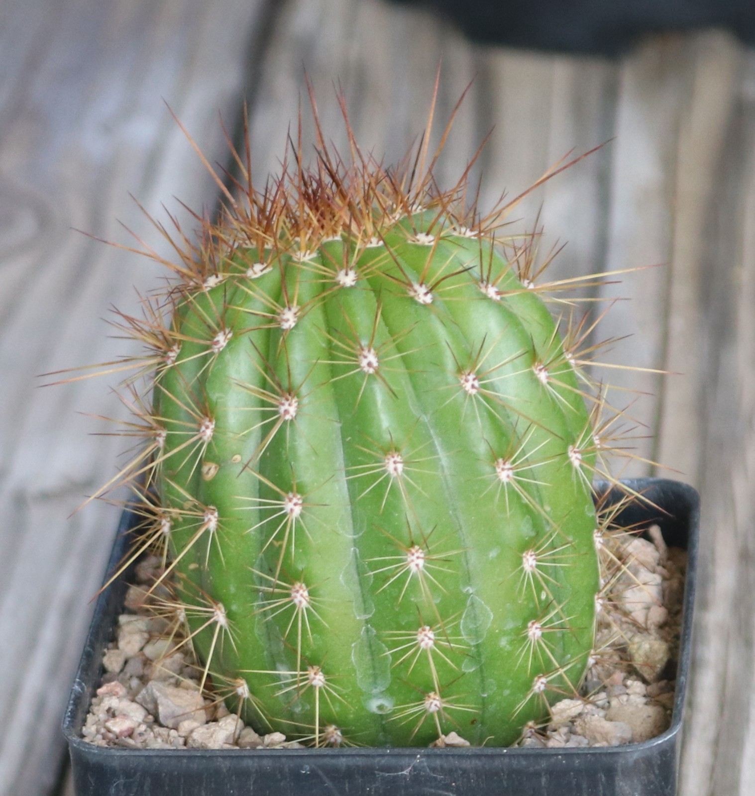 Tricho hybrid ‘Apricot Glow’