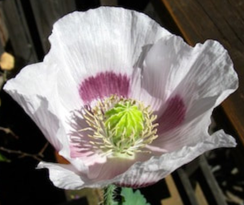 Poppy WHITE TASMANIAN Breadseed Poppy Reseeds Large Pods Organic 500 Seeds!