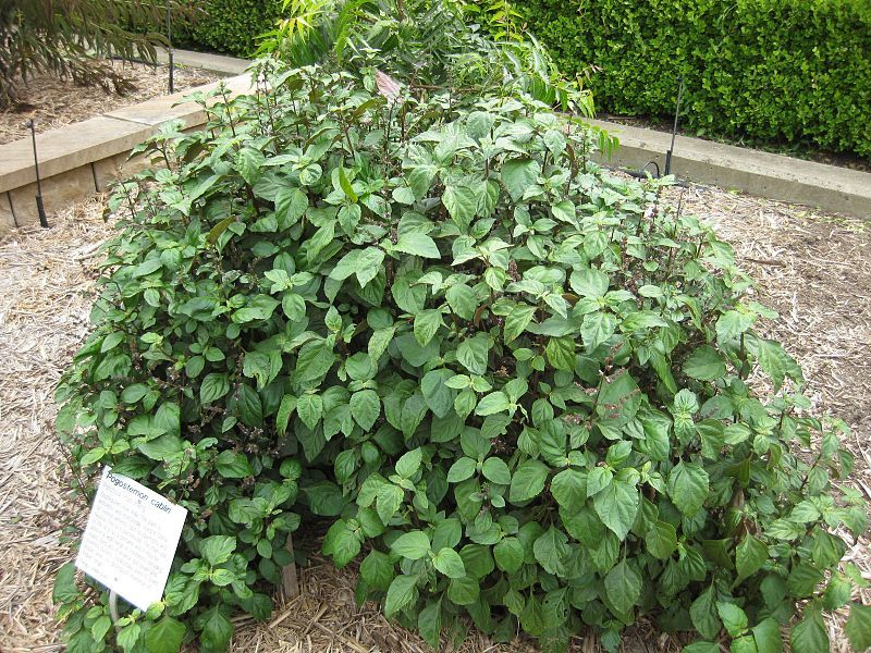 5 TRUE PATCHOULI Shrub Fragrant Patchouly Pogostemon Cablin Herb Seeds *Comb S/H