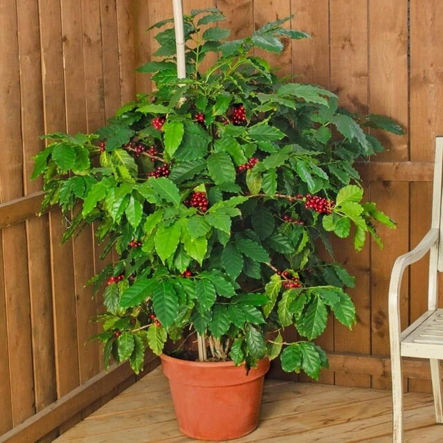 Dwarf Nana Arabian Coffee Seeds | Best Seller