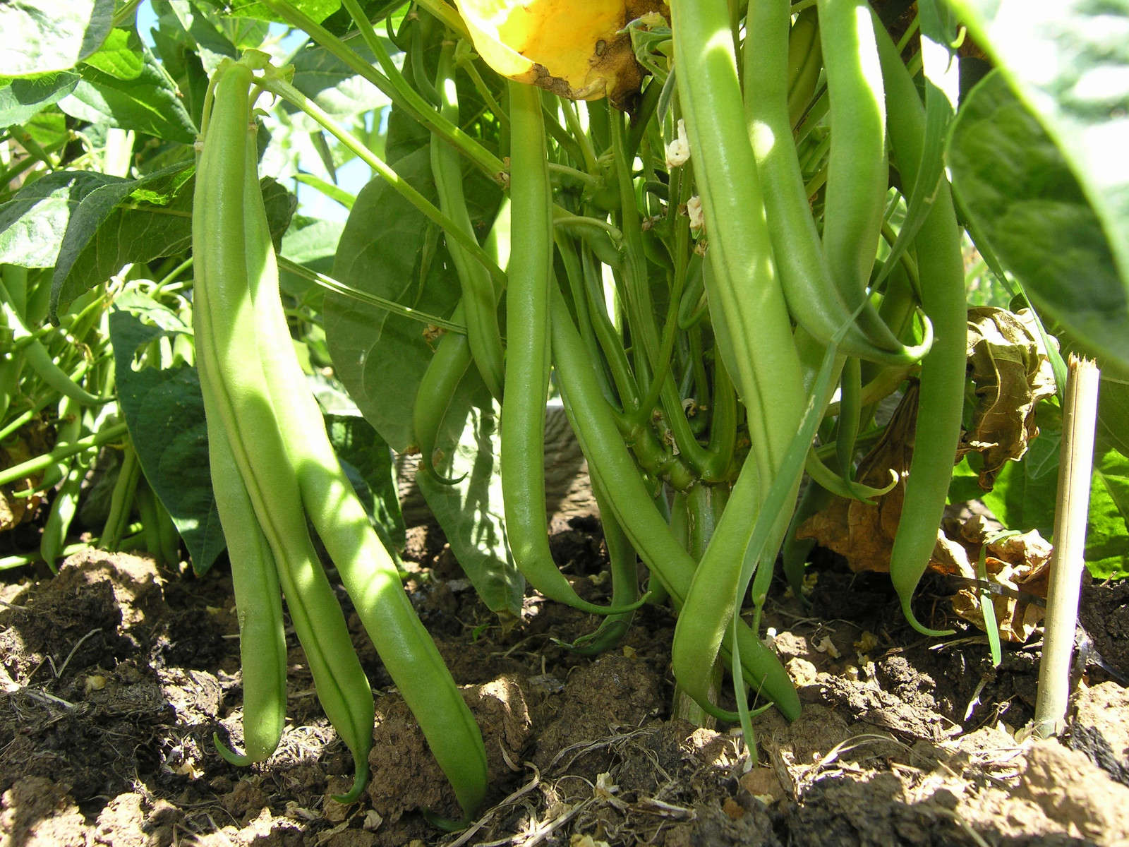 Burpee Stringless Green Bean Seeds (Bush) | Early Producer Vegetable Seed 2024
